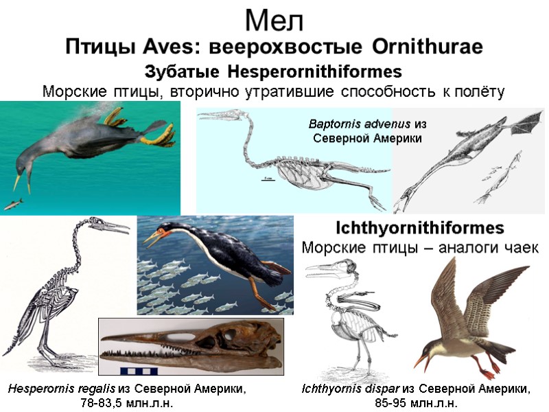 Мел Enaliornis barretti из Англии, 100 млн.л.н. Птицы Aves: веерохвостые Ornithurae Hesperornis regalis из